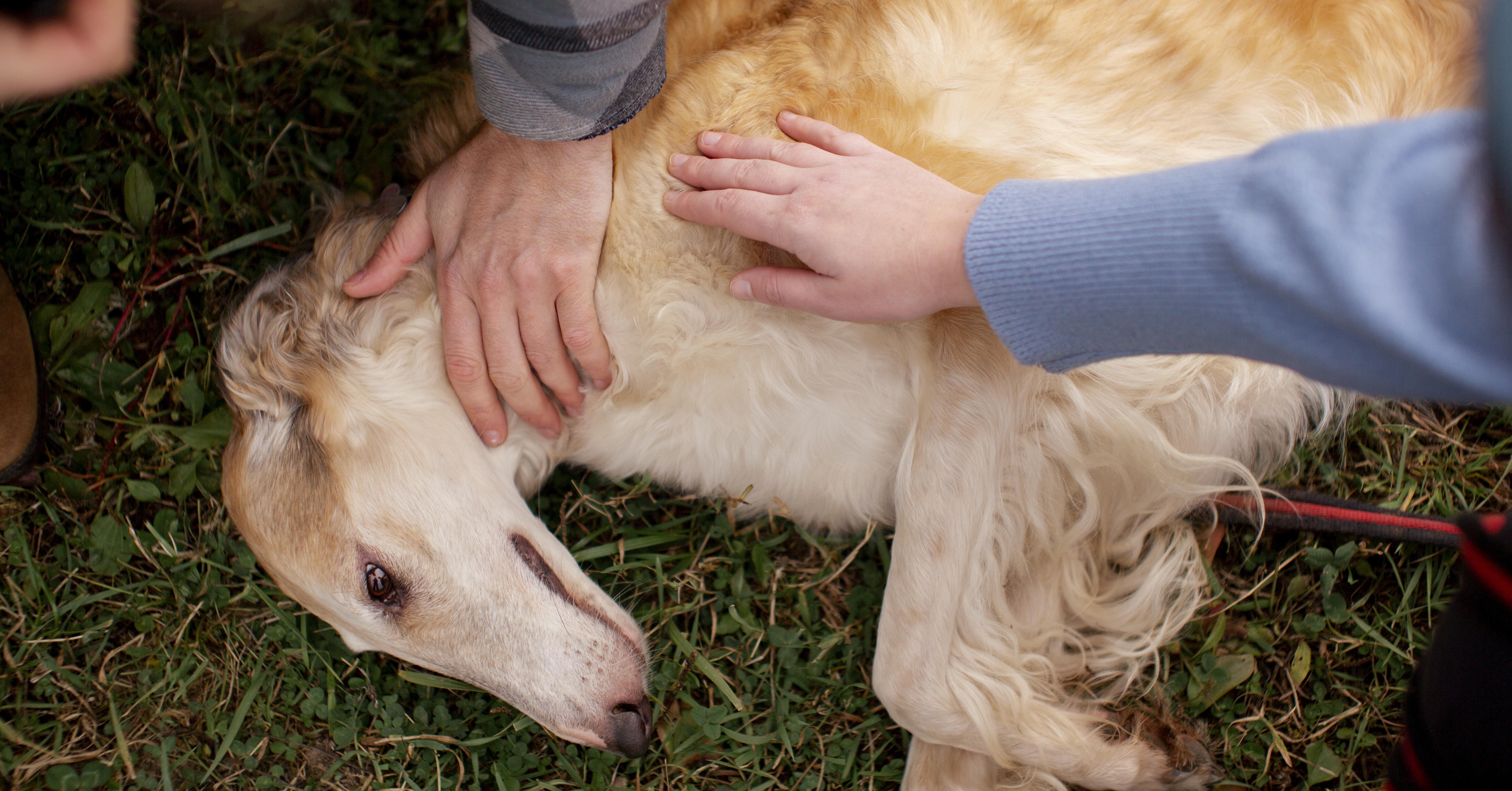 Preventing Seizures in Dogs and Cats